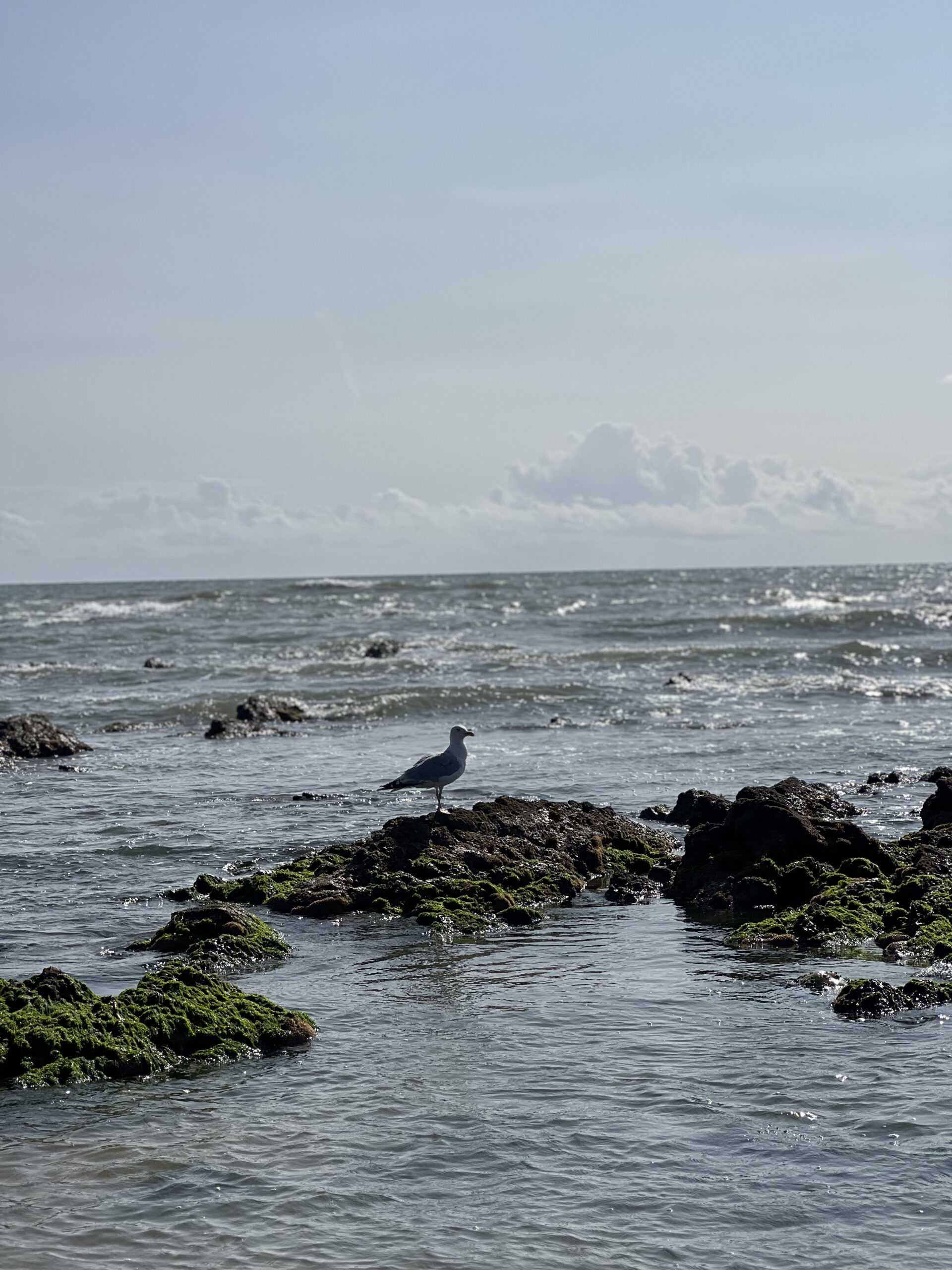 une mouette sur un rocher pour évoquer le fait de raconter un voyage.